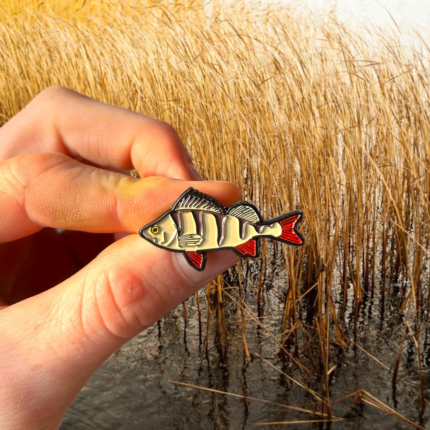 Redfin Perch
